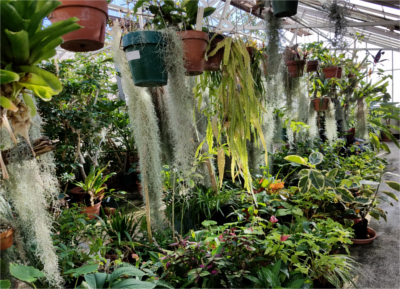 Picture of the greenhouse at the University of Massachusetts Boston