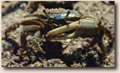 mud fiddler crab