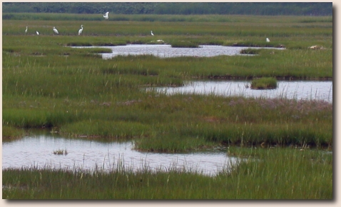 Folger's salt marsh