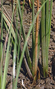 Spartina grass in the salt marsh