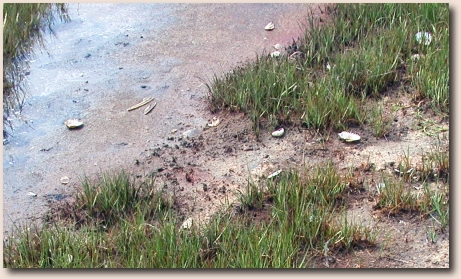 salt panne in the marsh